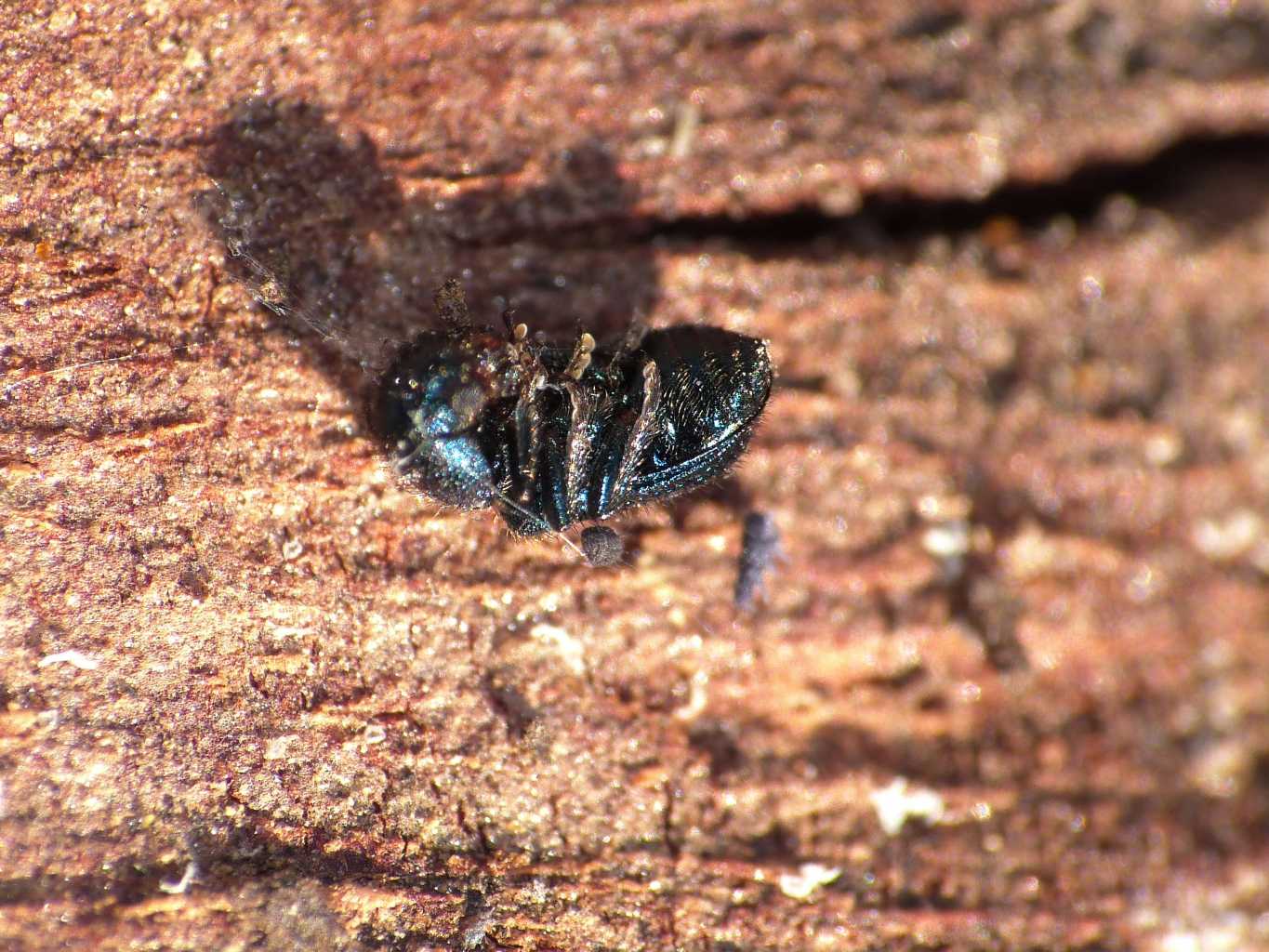 Necrobia violacea? No.  Korynetes cf. pusillus (Cleridae)